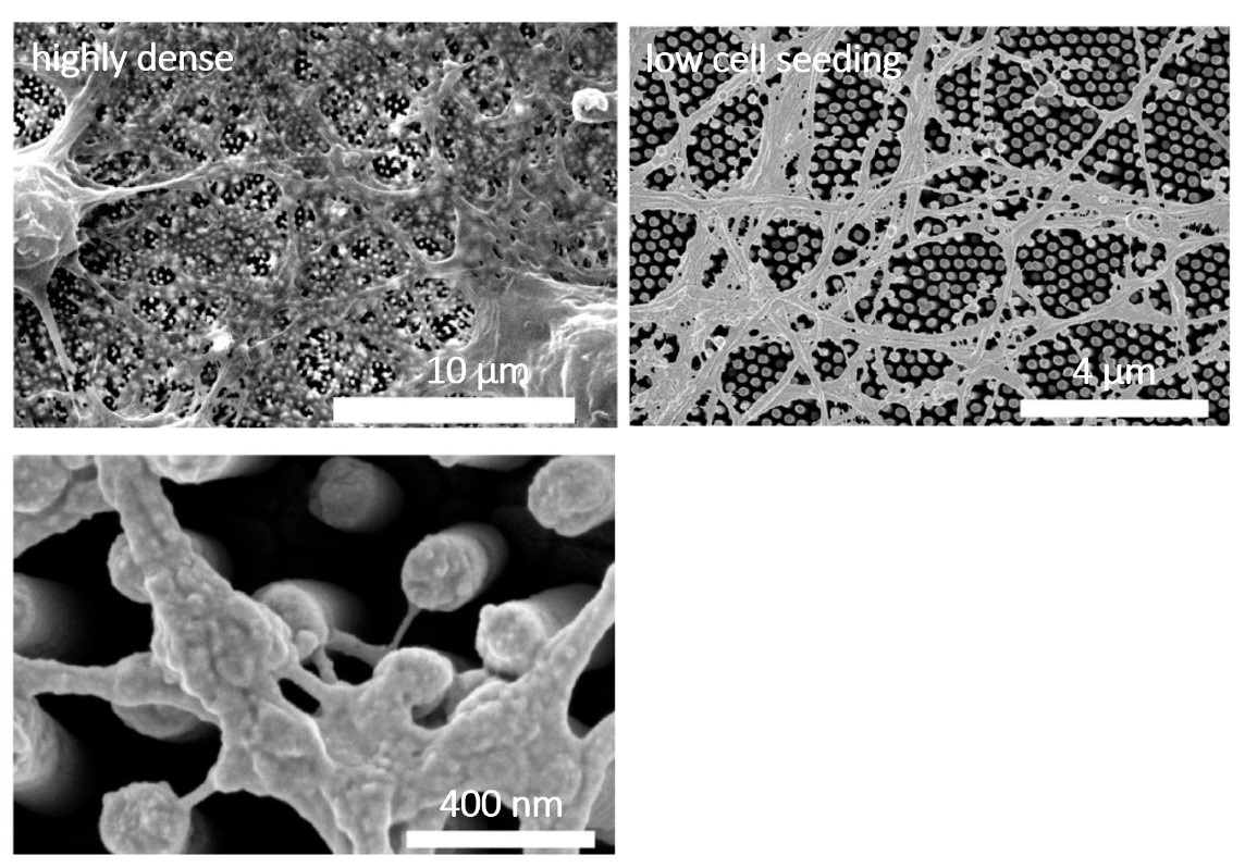 Primary neural cell cultures at 14 days in vitro over Au nanostructured electrodes (Biomaterials 2021, 121186)