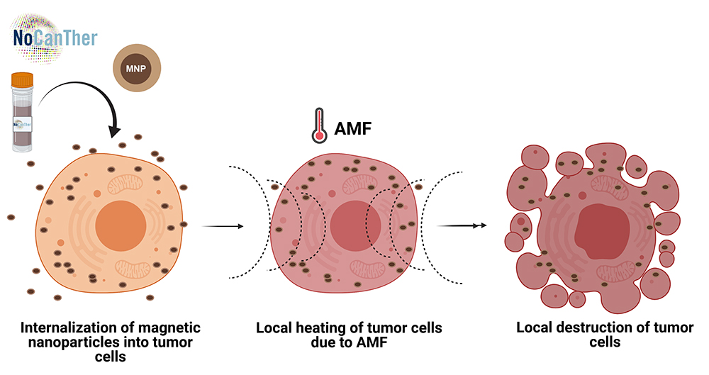 nocanther cells clinical study