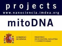 mitoDNA Single molecule characterization of the coordinated protein activity dynamics at the human mitochondrial DNA replisome